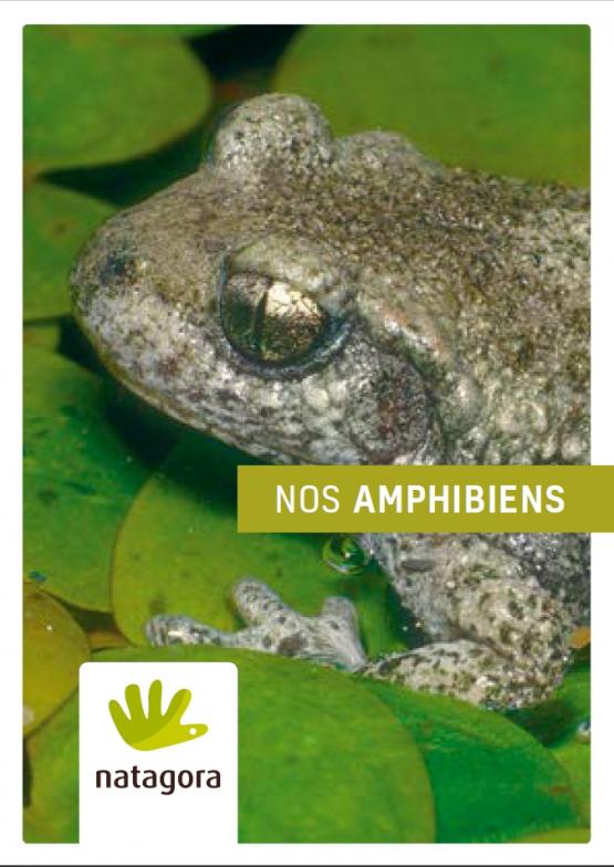 Nos amphibiens