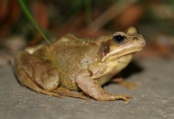 Grenouille rousse