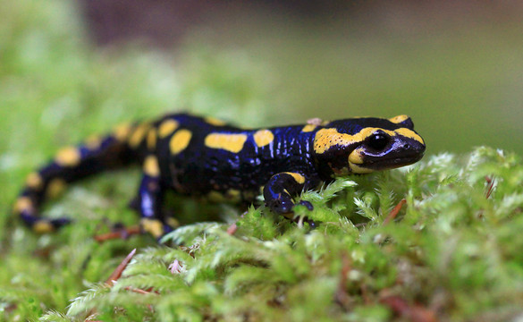 Salamandre terrestre